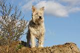 BOUVIER DES ARDENNES 310